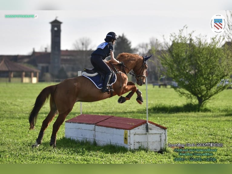 Selle Francais Wallach 15 Jahre 165 cm Fuchs in Busto Arsizio