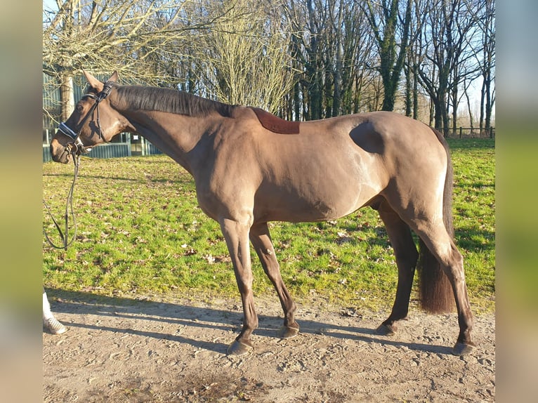 Selle Francais Wallach 15 Jahre 166 cm Rappe in la roche sur yon