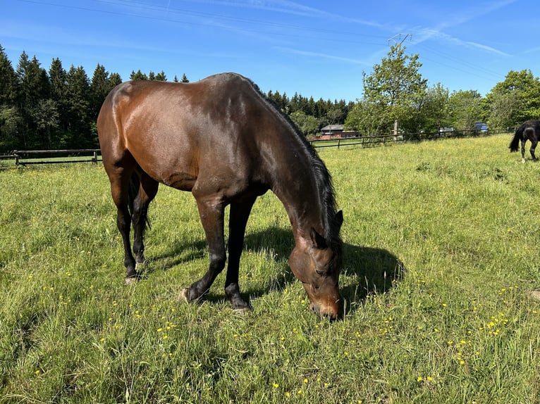 Selle Francais Wallach 15 Jahre 170 cm Dunkelbrauner in Monschau