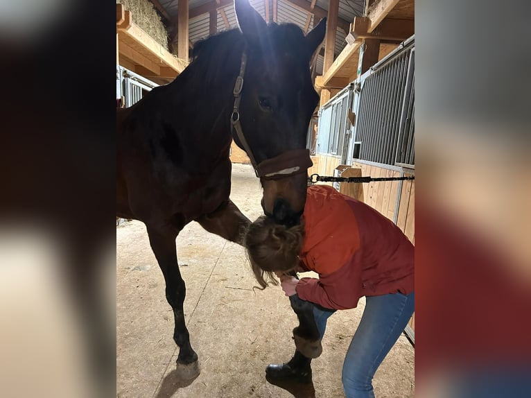 Selle Francais Wallach 15 Jahre 170 cm Dunkelbrauner in Monschau