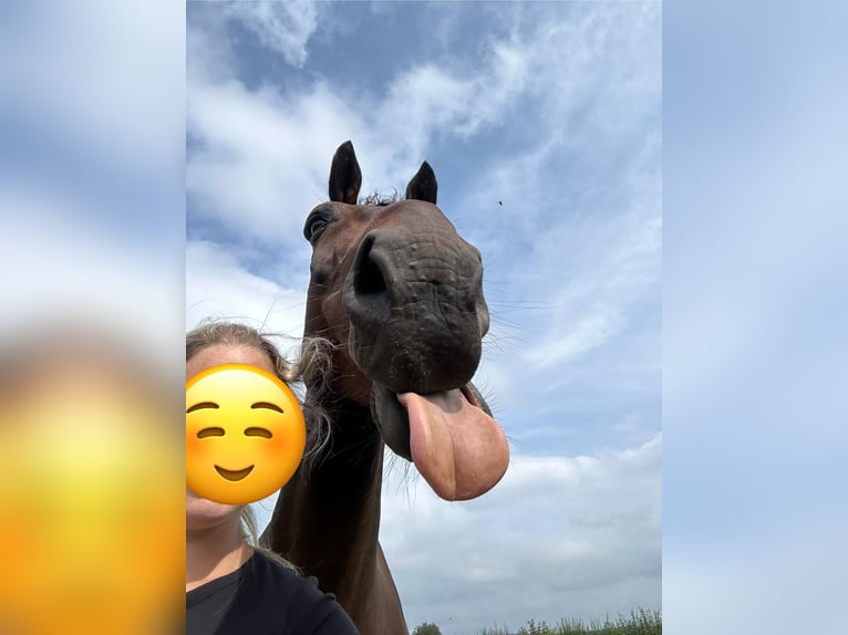 Selle Francais Wallach 15 Jahre 170 cm Dunkelbrauner in Monschau