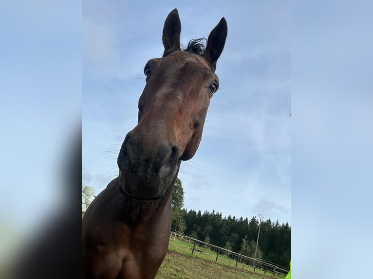 Selle Francais Wallach 15 Jahre 170 cm Dunkelbrauner in Monschau