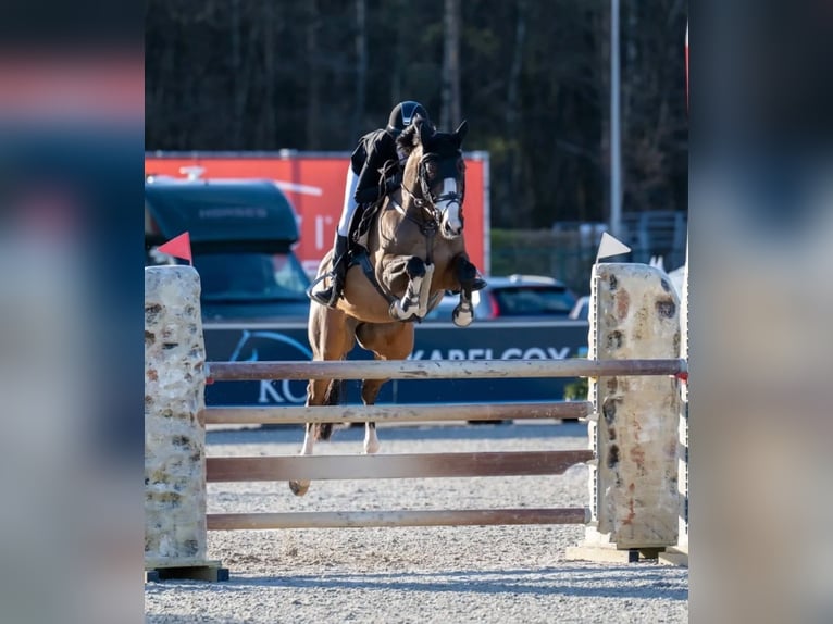 Selle Francais Wallach 16 Jahre 148 cm Brauner in Birkerød