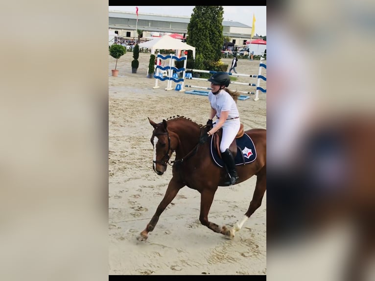 Selle Francais Wallach 16 Jahre 160 cm Fuchs in Zülpich