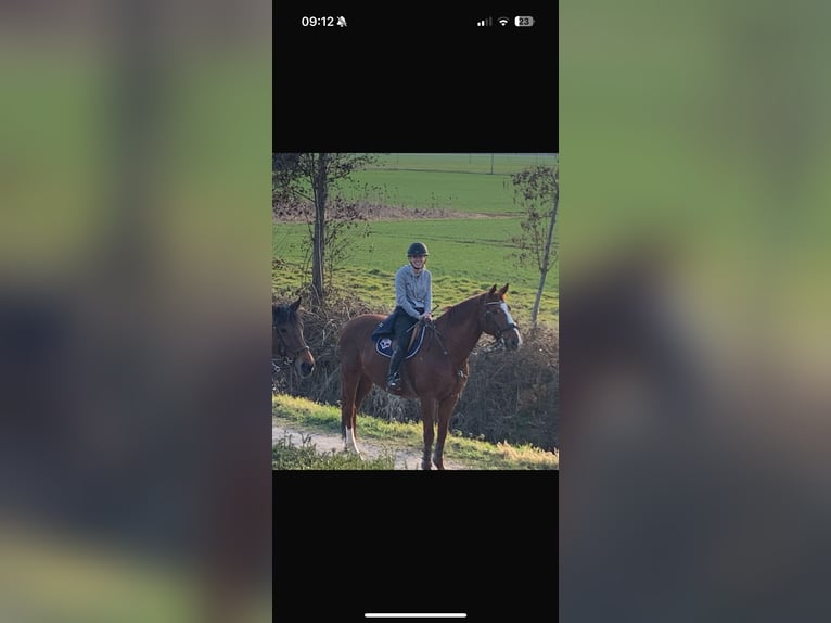Selle Francais Wallach 16 Jahre 160 cm Fuchs in Zülpich