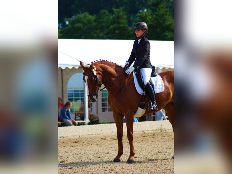 Selle Francais Wallach 16 Jahre 160 cm Fuchs in Zülpich