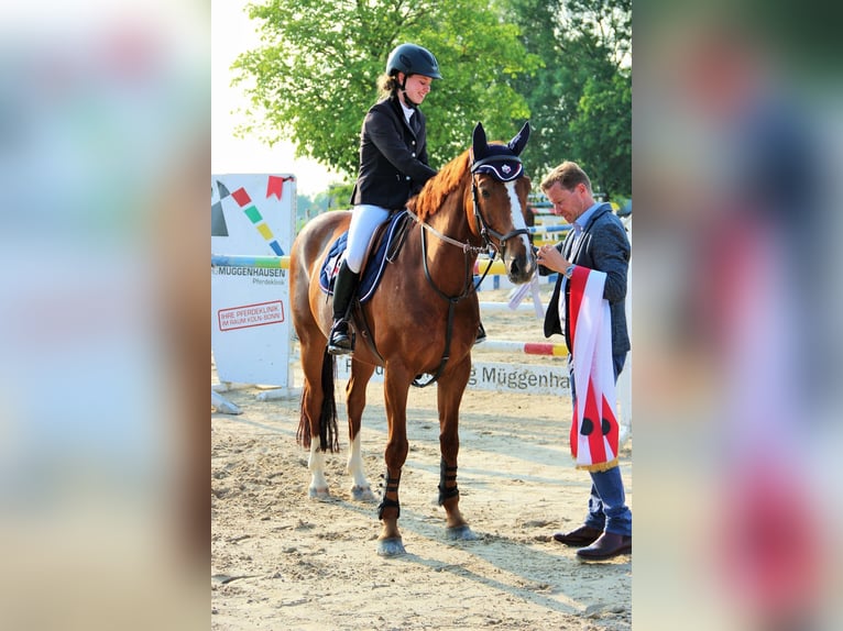 Selle Francais Wallach 16 Jahre 160 cm Fuchs in Zülpich