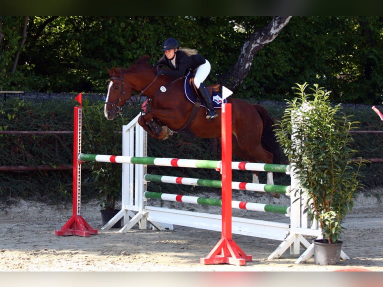Selle Francais Wallach 16 Jahre 160 cm Fuchs in Zülpich