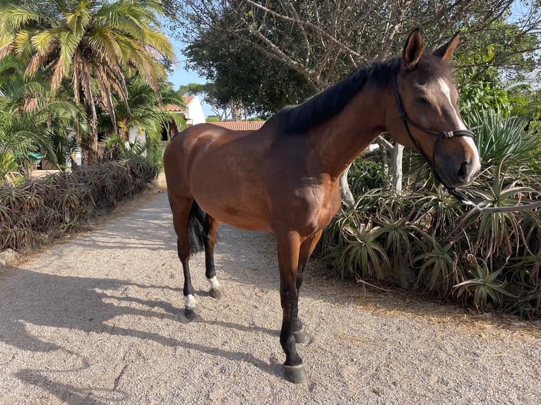 Selle Francais Wallach 16 Jahre 168 cm Rotbrauner in Lisboa