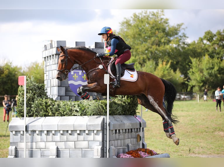 Selle Francais Wallach 16 Jahre 172 cm Brauner in Premia De Dalt
