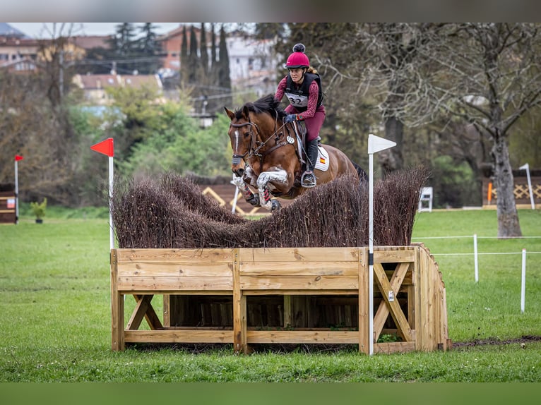 Selle Francais Wallach 16 Jahre 172 cm Brauner in Premia De Dalt