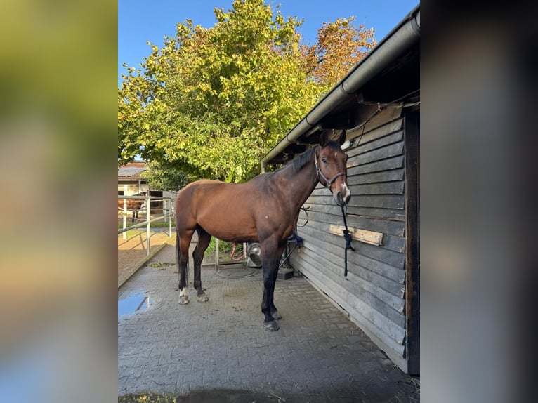 Selle Francais Wallach 16 Jahre 173 cm Dunkelbrauner in Karlsruhe