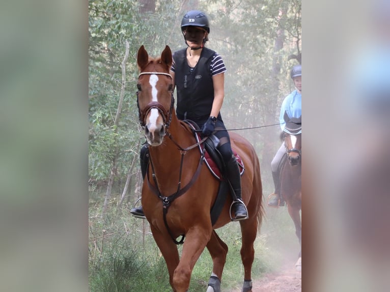 Selle Francais Wallach 16 Jahre 174 cm Fuchs in Haßloch