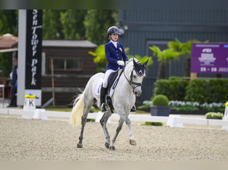 Selle Francais Wallach 17 Jahre 148 cm Schimmel in Bertinoro