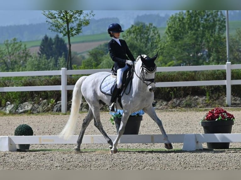 Selle Francais Wallach 17 Jahre 148 cm Schimmel in Bertinoro