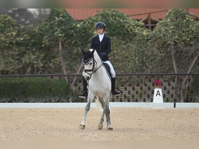 Selle Francais Wallach 17 Jahre 148 cm Schimmel in Bertinoro