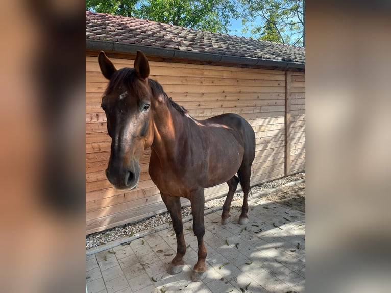 Selle Francais Wallach 17 Jahre 170 cm Fuchs in Neuburg an der Donau