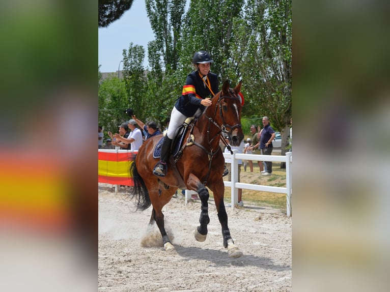 Selle Francais Wallach 17 Jahre 172 cm Brauner in Premia De Dalt