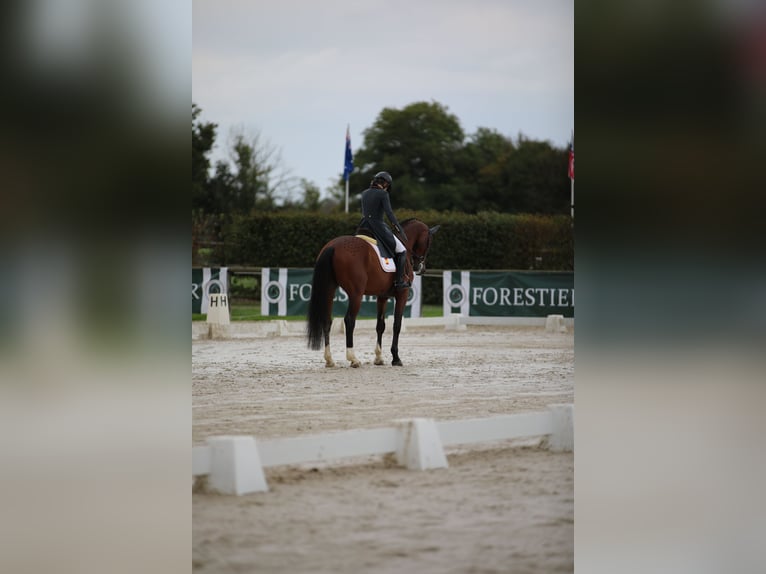 Selle Francais Wallach 17 Jahre 172 cm Brauner in Premia De Dalt