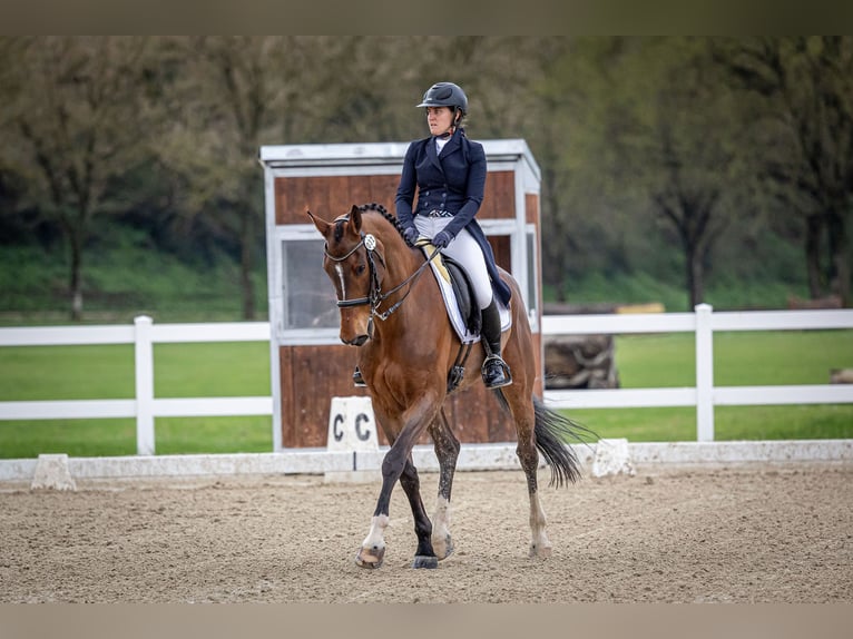 Selle Francais Wallach 17 Jahre 172 cm Brauner in Premia De Dalt