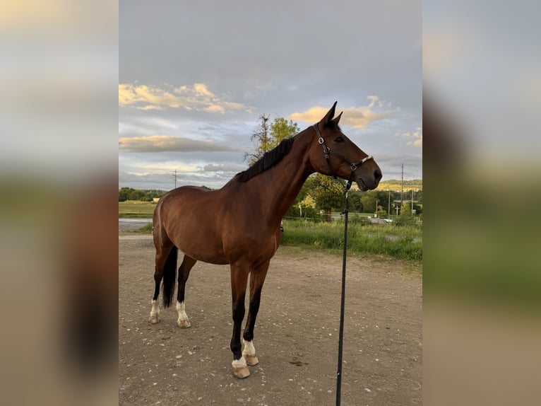 Selle Francais Wallach 17 Jahre 180 cm Brauner in Tägerig