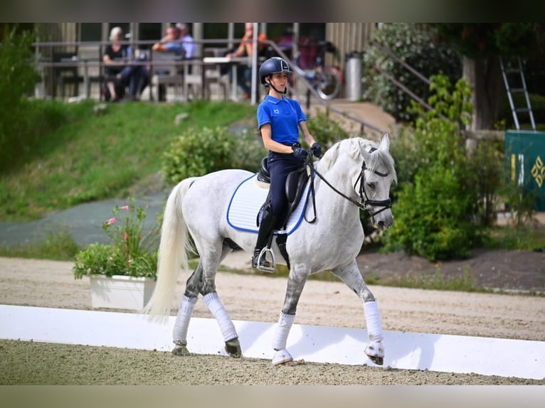Selle Francais Wallach 18 Jahre 148 cm Schimmel in Bertinoro