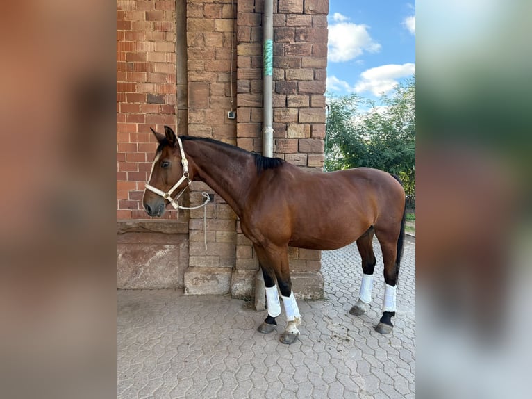 Selle Francais Wallach 18 Jahre 164 cm Brauner in Püttlingen