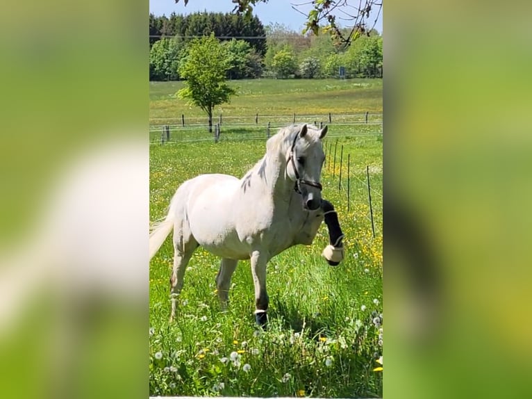 Selle Francais Wallach 18 Jahre 168 cm Schimmel in Euskirchen