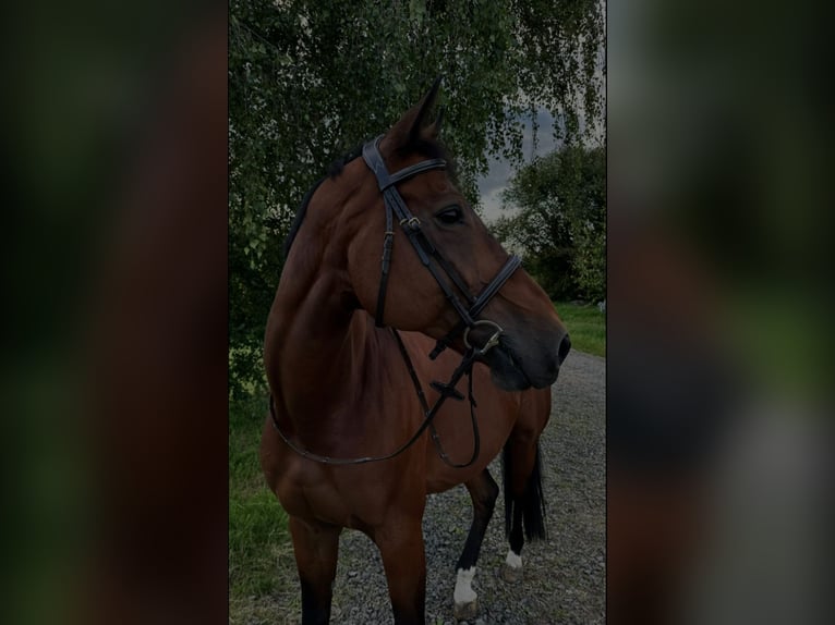 Selle Francais Wallach 18 Jahre 178 cm Brauner in Rockenhausen
