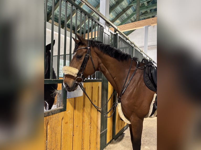 Selle Francais Wallach 19 Jahre 163 cm Brauner in M&#xFC;nchendorf