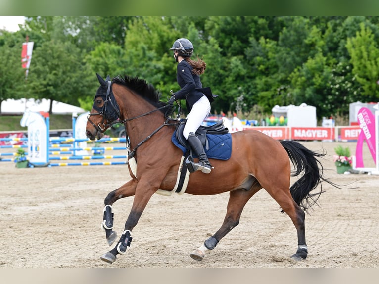Selle Francais Wallach 19 Jahre 163 cm Brauner in M&#xFC;nchendorf