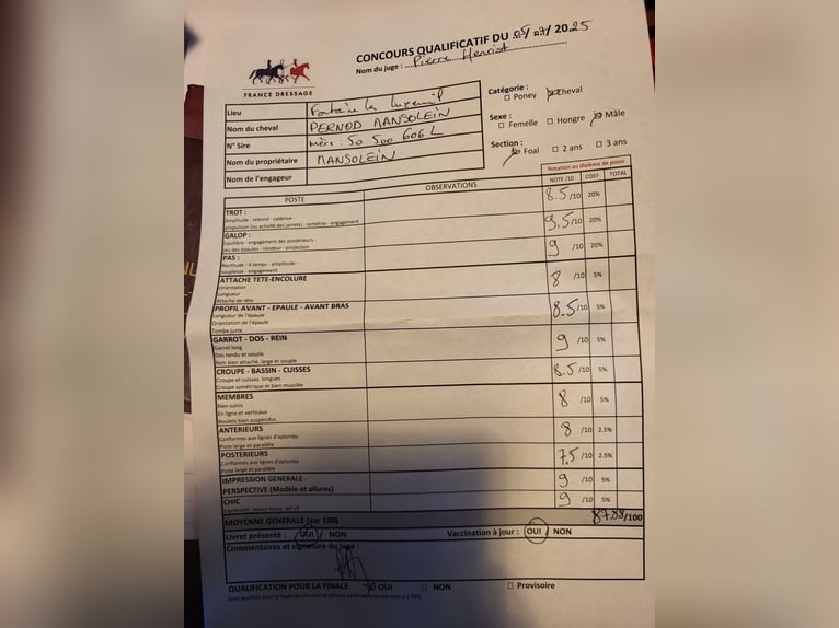 Selle Francais Wallach 1 Jahr Rappe in Thorens-Glières