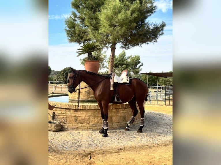 Selle Francais Wallach 2 Jahre 165 cm Brauner in Carmona