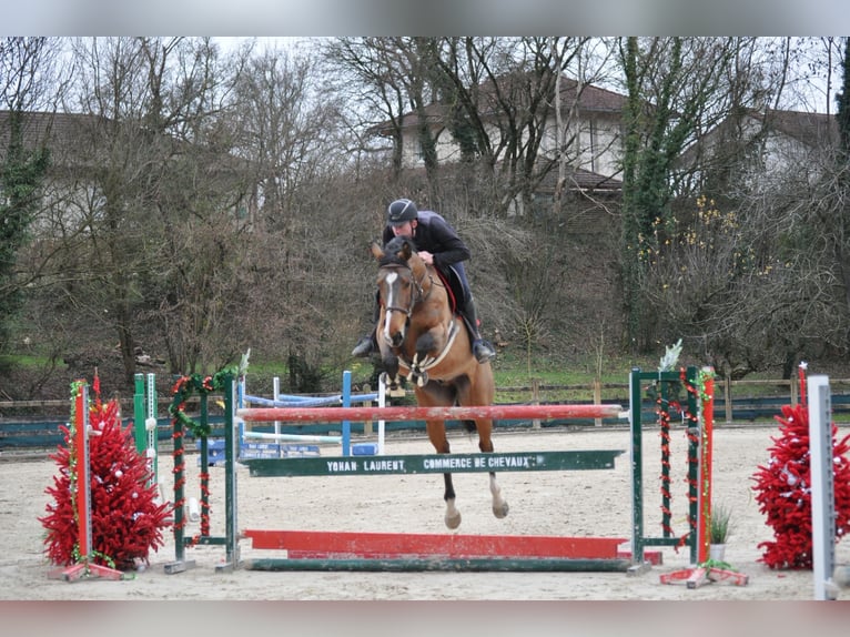 Selle Francais Wallach 2 Jahre 168 cm Brauner in Saint-Genis-Pouilly