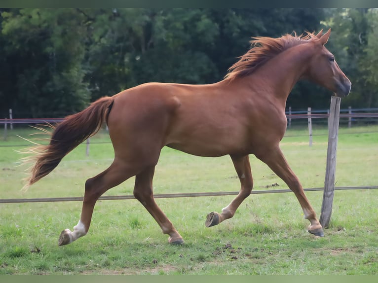 Selle Francais Wallach 2 Jahre 173 cm Dunkelfuchs in velars sur ouche