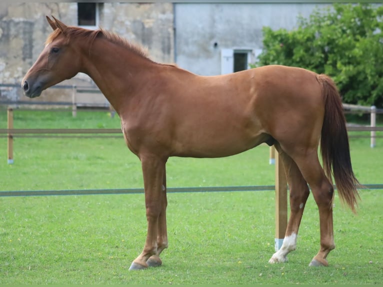 Selle Francais Wallach 2 Jahre 173 cm Dunkelfuchs in velars sur ouche