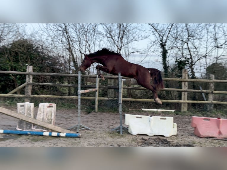 Selle Francais Wallach 3 Jahre 162 cm Dunkelfuchs in Portbail