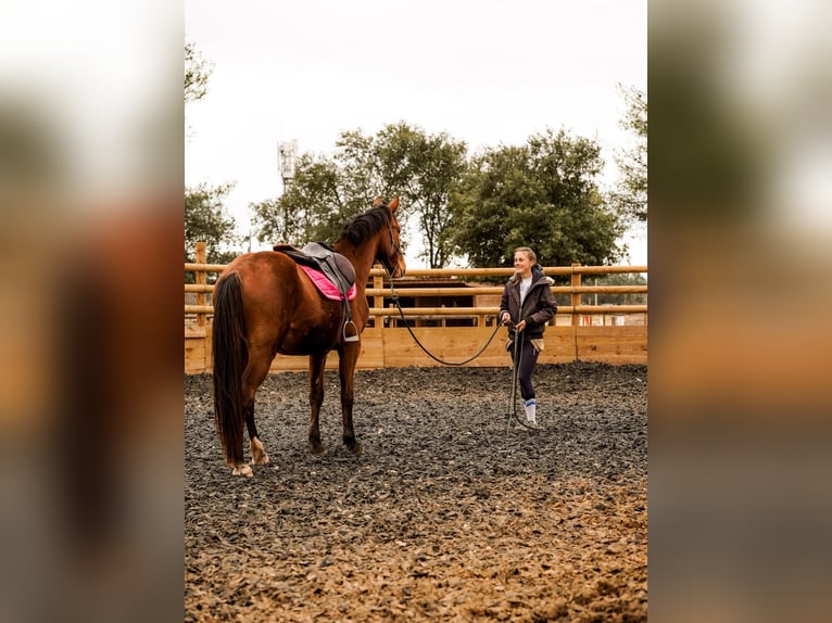 Selle Francais Wallach 3 Jahre 168 cm Rotbrauner in Solliès-Ville