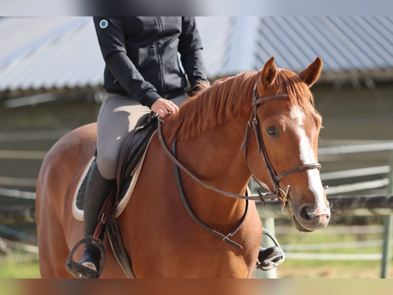 Selle Francais Wallach 3 Jahre 168 cm Rotfuchs in Colmar