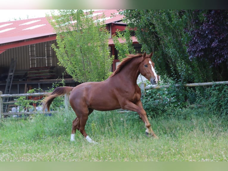 Selle Francais Wallach 3 Jahre 168 cm Rotfuchs in Colmar