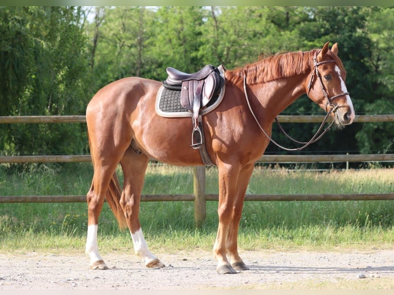 Selle Francais Wallach 3 Jahre 168 cm Rotfuchs in Colmar