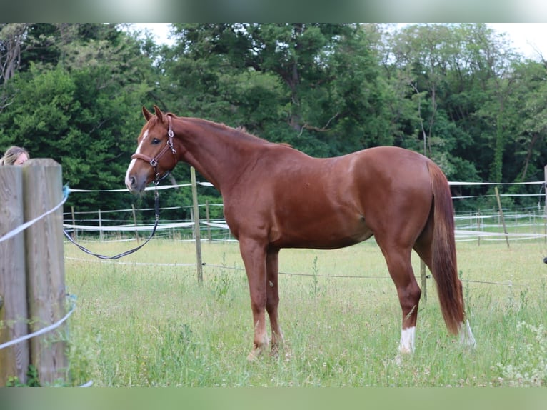 Selle Francais Wallach 3 Jahre 168 cm Rotfuchs in Colmar