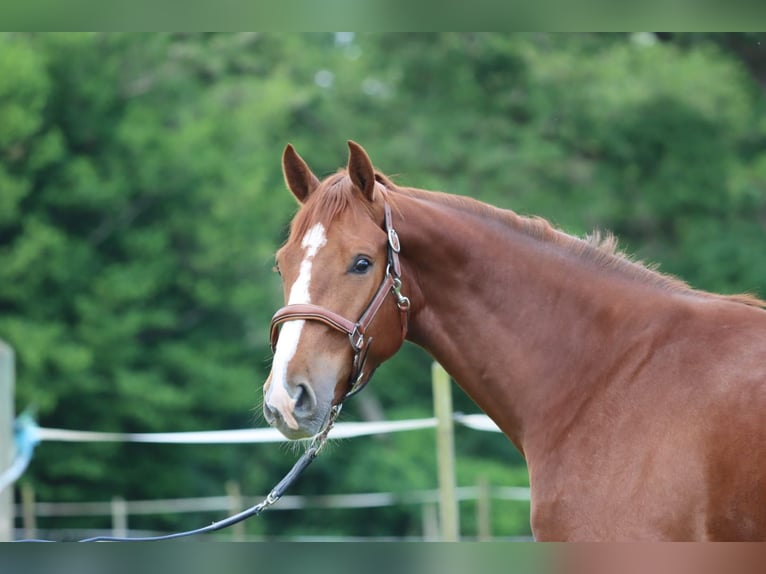 Selle Francais Wallach 3 Jahre 168 cm Rotfuchs in Colmar