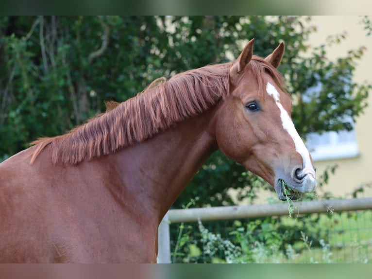 Selle Francais Wallach 3 Jahre 168 cm Rotfuchs in Colmar