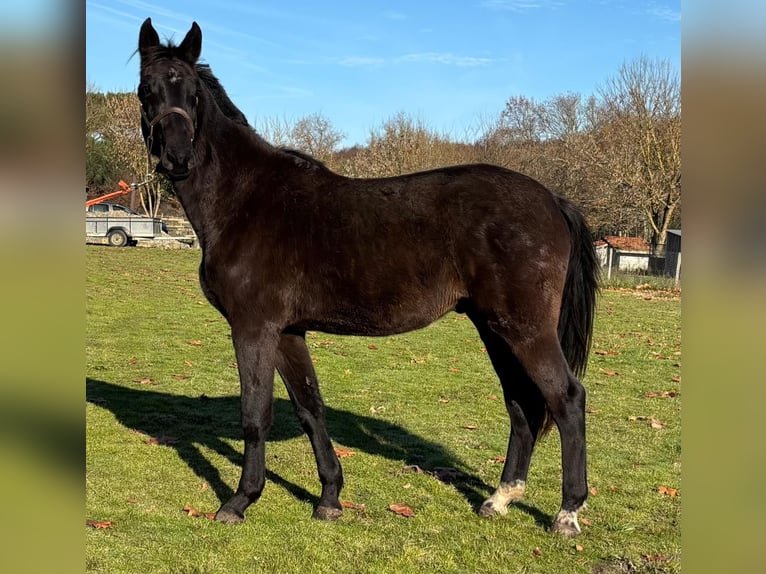 Selle Francais Wallach 3 Jahre 169 cm Rappe in Préchac