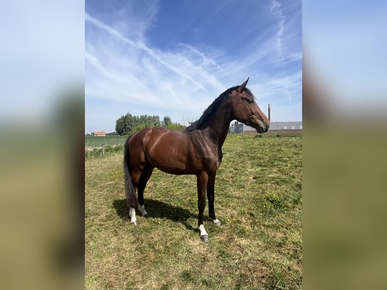 Selle Francais Wallach 3 Jahre 170 cm Brauner in Coudekerque Village