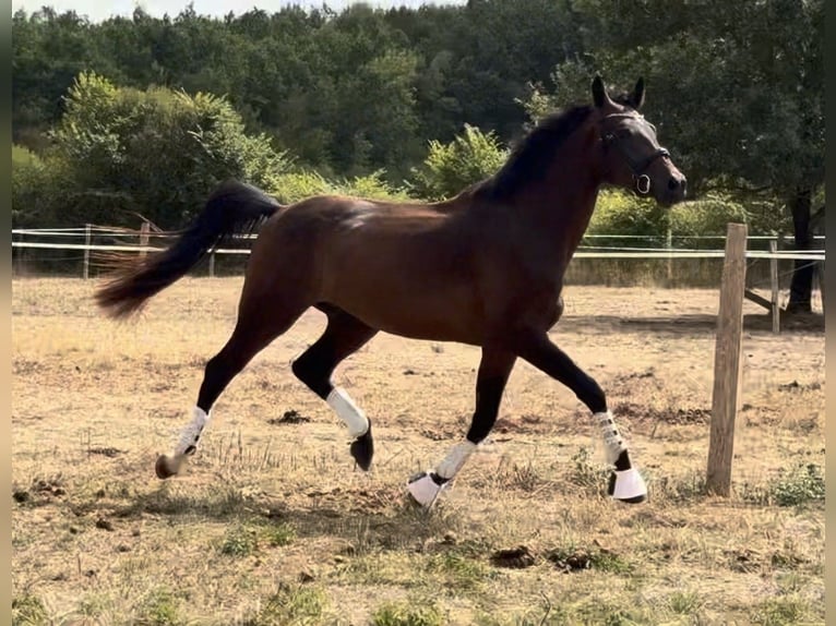Selle Francais Wallach 3 Jahre 171 cm Schwarzbrauner in MACQUEVILLE