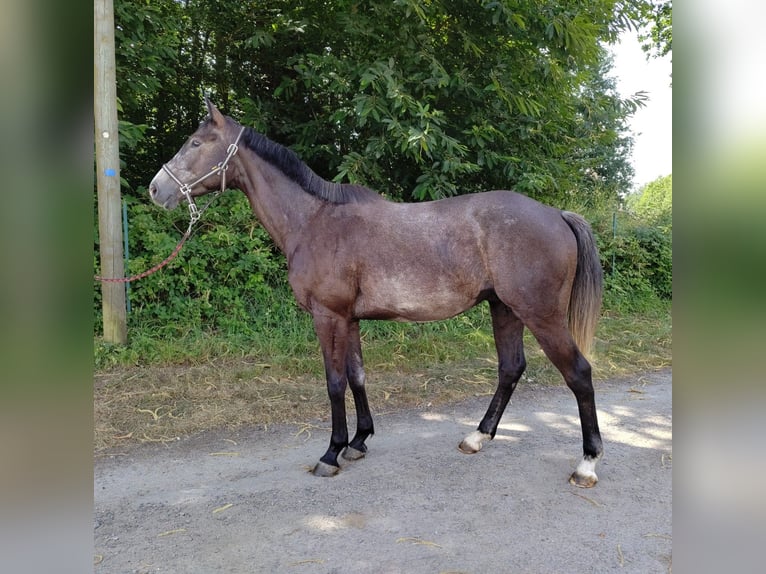Selle Francais Wallach 4 Jahre 160 cm Brauner in Andouillé-Neuville