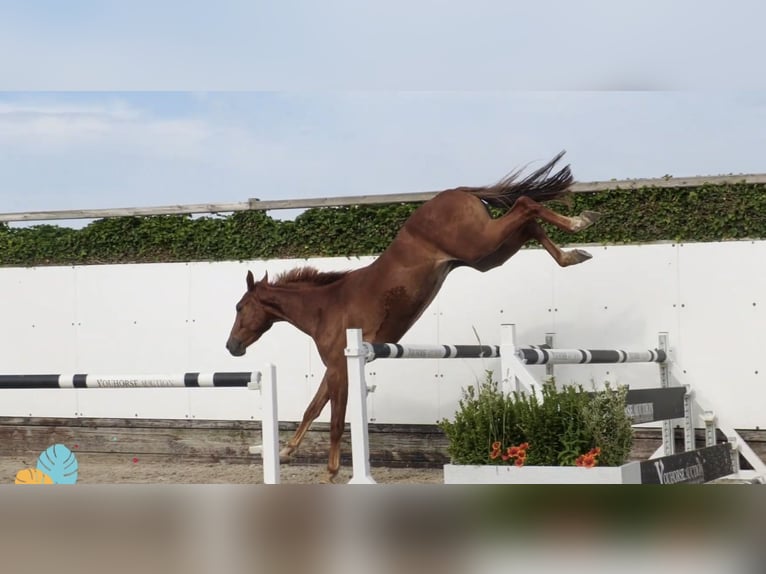 Selle Francais Wallach 4 Jahre 160 cm Fuchs in Nowa Sól