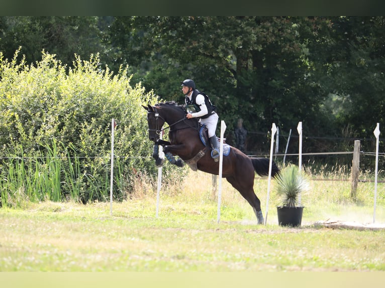 Selle Francais Wallach 4 Jahre 160 cm Schwarzbrauner in Sandrans